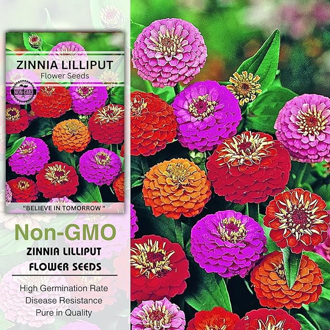 6 Packet Summer Flower Seeds